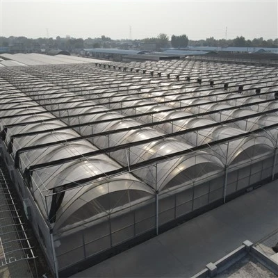 মাল্টি স্প্যান গ্রিনহাউস